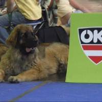 Salzburg Clubschau Mai 06 058 